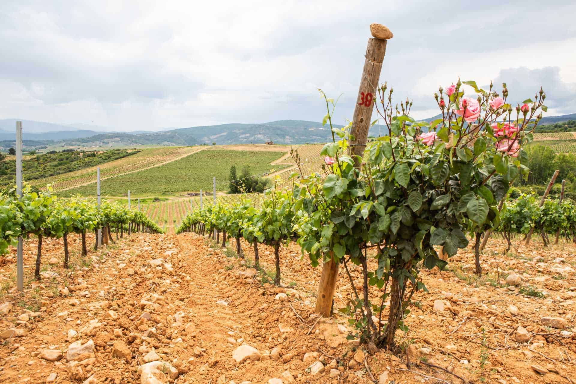 Top 10 Vineyards Camino