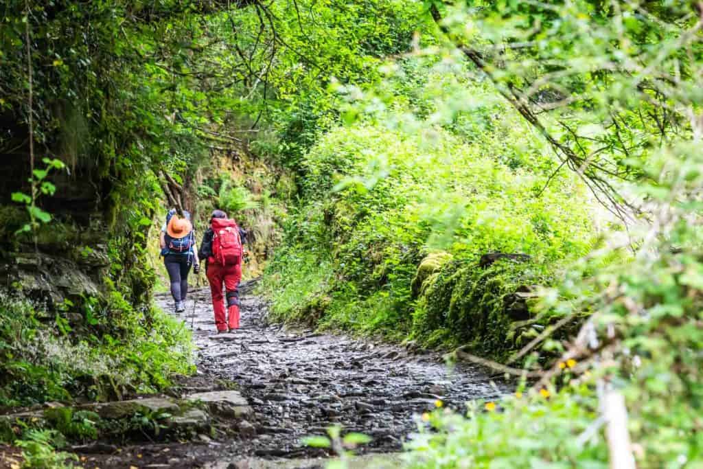 Camino de Santiago in the Forest