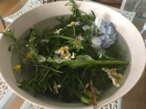 A bowl filled with water and fresh herbs, chamomile flowers, and hydrangea petals prepared for the San Juan Festival ritual in Galicia.