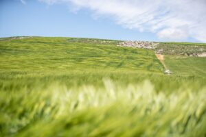 Green field of grain waving in the wind under a blue sky with scattered clouds in northern Spain.