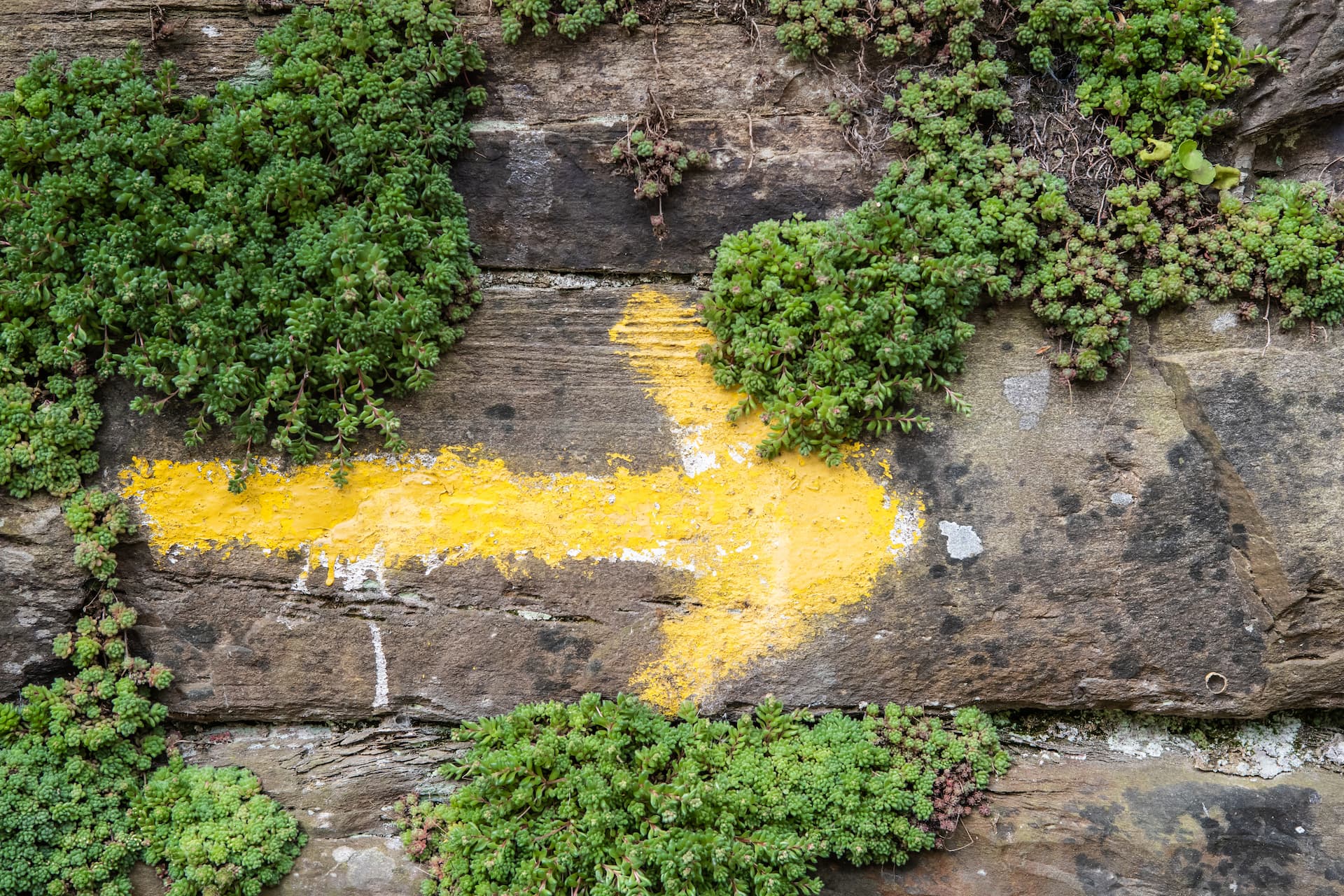 A group of seven Andaspain guides leap into the air with arms raised on a green mountain meadow, with rocky peaks, forested hillsides, and a dramatic cloudy sky behind them, and a cow grazing in the background.