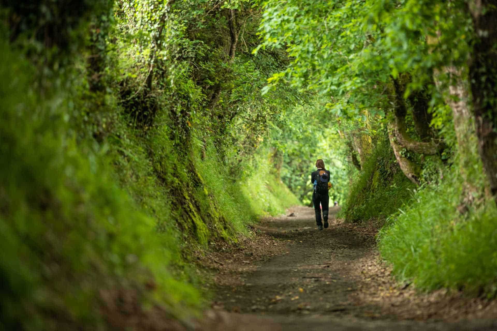 A lone walker with a backpack and hiking poles follows a narrow dirt path through a lush green tunnel of moss-covered banks and overhanging trees on the Camino de Santiago.
